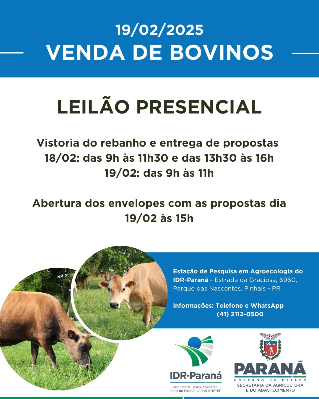 Leilão de Bovinos