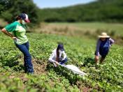 Extensão Rural completa 65 anos de atuação no Paraná