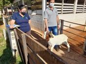 IDR-Paraná entrega caprinos com genética superior