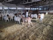 IDR-Paraná entrega caprinos com genética superior