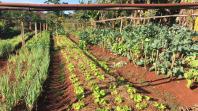 Série Banco do Agricultor Paranaense: Conheça os critérios para a aprovação de projetos de Agroindústrias, Olericultura e Floricultura