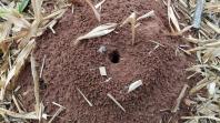 Formiga cortadeira exige controle para evitar prejuízos