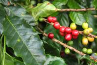 Paraná pode produzir até 750 mil sacas de café em 2024, aponta boletim