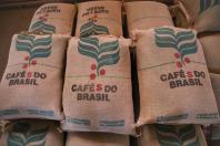 Paraná pode produzir até 750 mil sacas de café em 2024, aponta boletim
