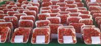 Propriedade de Apucarana vira referência na produção de tomate orgânico 