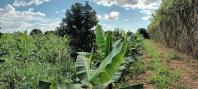 Lucro com o plantio de banana supera renda da soja em Novo Itacolomi