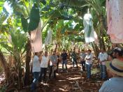 Lucro com o plantio de banana supera renda da soja em Novo Itacolomi