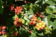 IDR-Paraná contribui para avanço do conhecimento sobre a genética do café arábica