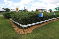 Resistentes e rentáveis: Estado lança cultivares de milho e mandioca no Show Rural