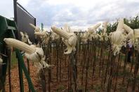 Resistentes e rentáveis: Estado lança cultivares de milho e mandioca no Show Rural