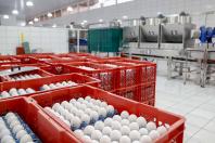 Quaresma de 2026 terá tilápia mais barata para os paranaenses, aponta Deral