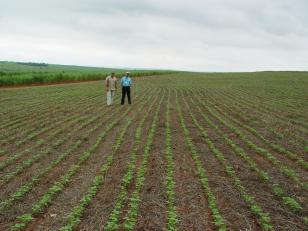 Apesar das fortes chuvas, produtores de algumas regiões do Paraná devem aguardar para o plantio de soja