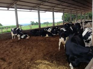 Série Banco do Agricultor Paranaense: Conheça os critérios para a aprovação de projetos para Pecuária de leite, Pisicultura e Irrigação.