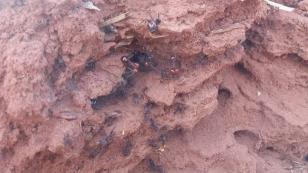 Formiga cortadeira exige controle para evitar prejuízos