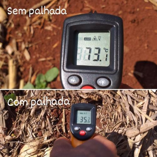 IDR-Paraná orienta técnica para proteger o solo durante estiagem
