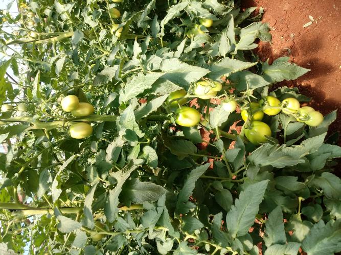 Produção de tomate orgânico ganha produtores nas regiões de Cascavel e Umuarama