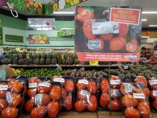 Produção de tomate orgânico ganha produtores nas regiões de Cascavel e Umuarama