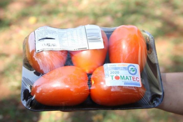 Produção de tomate orgânico ganha produtores nas regiões de Cascavel e Umuarama