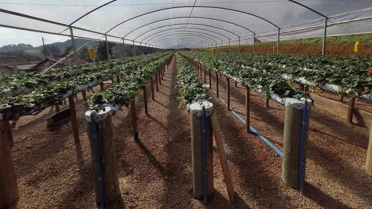 Cultivo elevado e semi-hidropônico conquista produtores do maior polo de morangos do estado