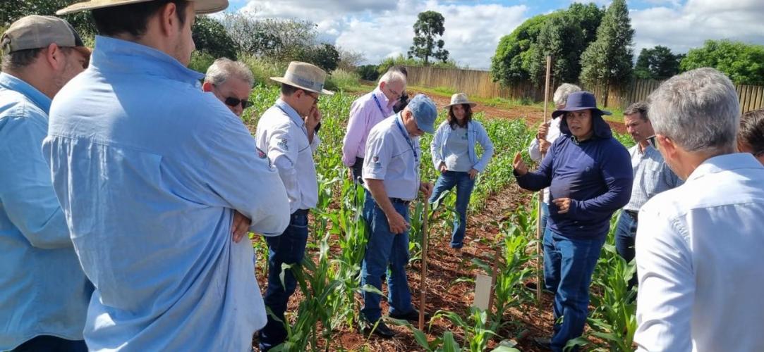 Rede de Agropesquisa do Paraná Intensifica Combate à Cigarrinha-do-Milho