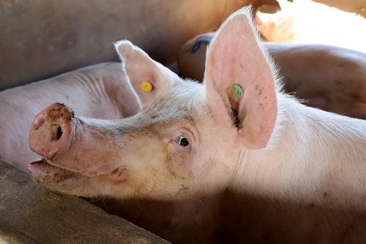Diplomacia e status sanitário estimulam as exportações de suínos do Paraná