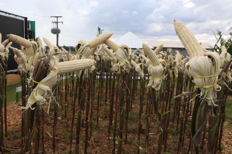 Resistentes e rentáveis: Estado lança cultivares de milho e mandioca no Show Rural
