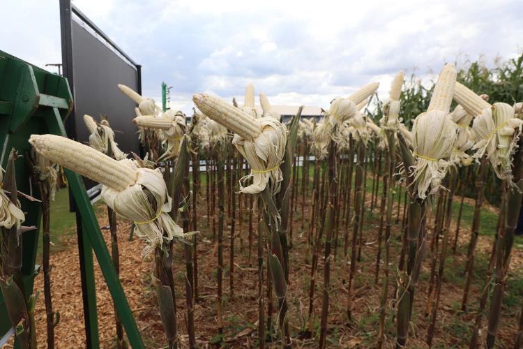 Resistentes e rentáveis: Estado lança cultivares de milho e mandioca no Show Rural