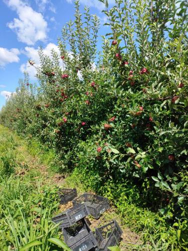 Assentados de Palmas colhem primeira safra de maçã