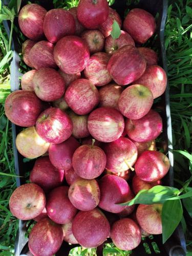 Assentados de Palmas colhem primeira safra de maçã