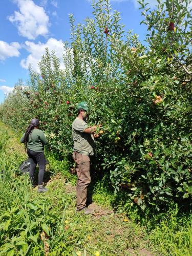 Assentados de Palmas colhem primeira safra de maçã