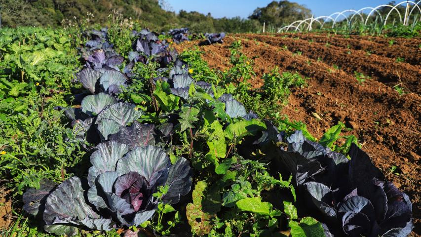 Projeto Renda Agricultor Familiar passa a atender 10 mil pessoas no Paraná