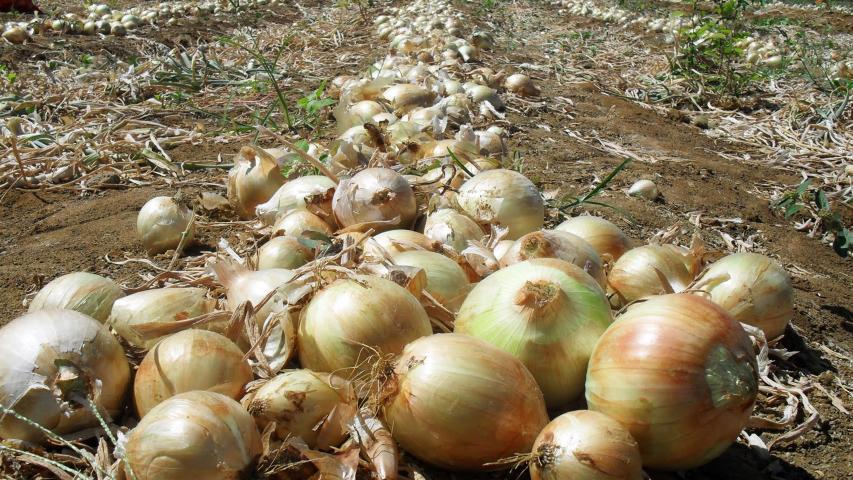 Paraná amplia produção de cebolas em 44% e safra será a melhor dos últimos 10 anos